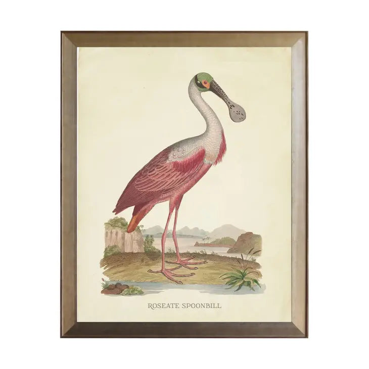 Spoonbill Roseate