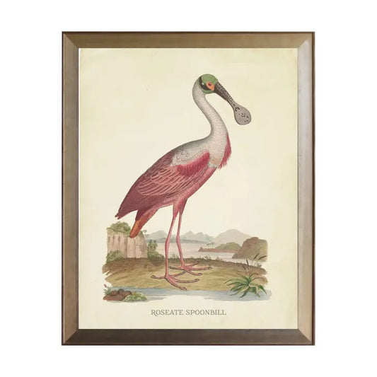 Spoonbill Roseate